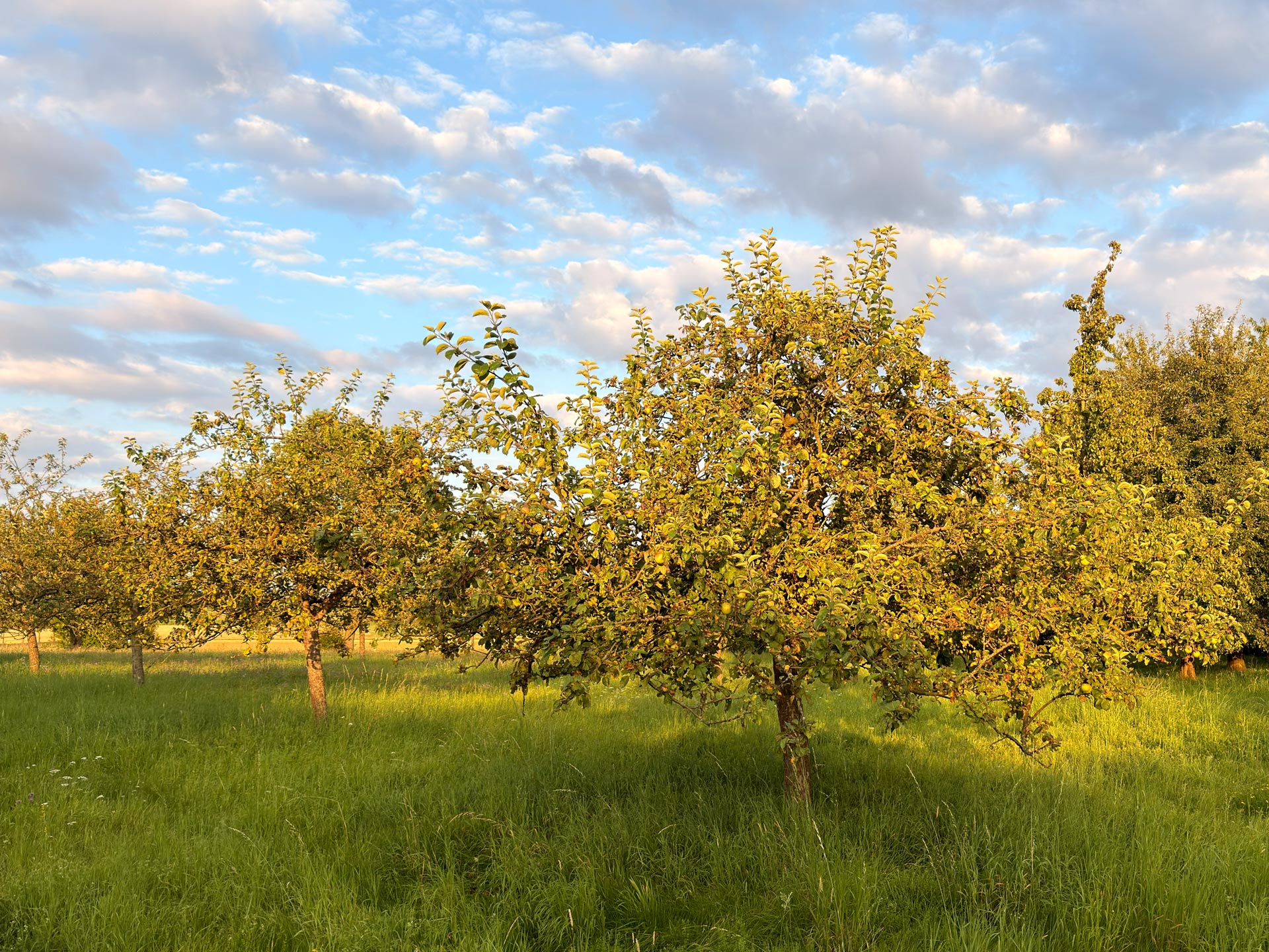 Die Streuobstwiese "An den Knickwiesen" ist eine von den ortsbildprägenden Obstwiesen in Schlangen